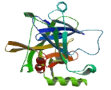 Complement Component 1, R Subcomponent Like Protein (C1rL)