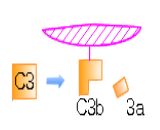 Complement Component 3b (C3b)