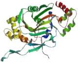 Complement Component 8a (C8a)