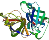 Complement Factor D (CFD)