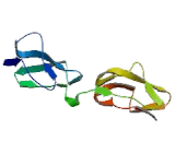 Complement Factor H Related Protein 4 (CFHR4)