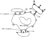 Complement Receptor 4 (CR4)