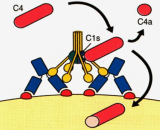 Complement Component 4a (C4a)