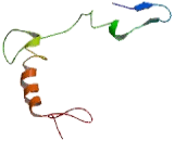 Concentrative Nucleoside Transporter 1 (CNT1)