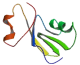 Concentrative Nucleoside Transporter 2 (CNT2)