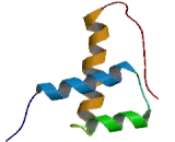 Cone Rod Homeobox Protein (CRX)