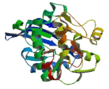 Conserved Helix Loop Helix Ubiquitous Kinase (CHUK)