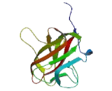 Contactin Associated Protein Like Protein 3 (CNTNAP3)