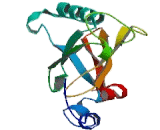 Core Binding Factor Beta Subunit (CBFb)