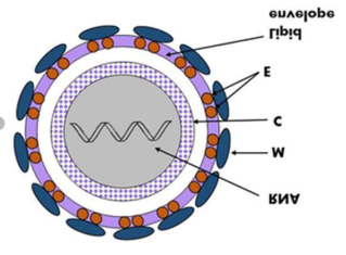 Core protein, Tick-borne encephalitis virus (C protein)