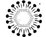 Coronavirus (CV)