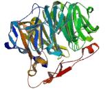 Coronin 1B (CORO1B)