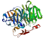 Coronin 1C (CORO1C)