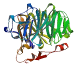 Coronin 2B (CORO2B)