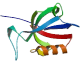 Cortactin Binding Protein 1 (CTTNBP1)