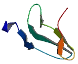 Cortexin 2 (CTXN2)