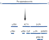 Corticotropin Like Intermediate Lobe Peptide (CLIP)