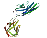 Coxsackie And Adenovirus Receptor Like Membrane Protein (CLMP)