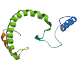 Craniofacial Development Protein 1 (CFDP1)