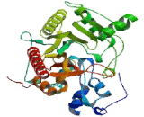 Creatine Kinase, Mitochondrial 1B (CKMT1B)