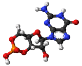 Cyclic Guanosine Monophosphate (cGMP)