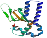 Cyclic Nucleotide Gated Channel Alpha 1 (CNGa1)