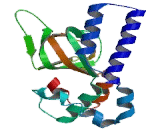 Cyclic Nucleotide Gated Channel Alpha 3 (CNGa3)