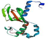 Cyclic Nucleotide Gated Channel Beta 1 (CNGb1)