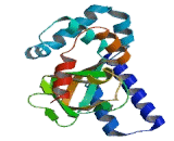 Cyclic Nucleotide Gated Channel Beta 3 (CNGb3)