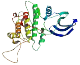 Cyclin Dependent Kinase 1 (CDK1)