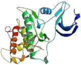 Cyclin Dependent Kinase 10 (CDK10)