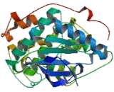 Cyclin Dependent Kinase 11A (CDK11A)