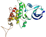 Cyclin Dependent Kinase 11B (CDK11B)