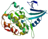 Cyclin Dependent Kinase 14 (CDK14)