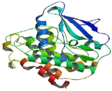 Cyclin Dependent Kinase 15 (CDK15)