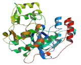 Cyclin Dependent Kinase 19 (CDK19)