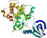 Cyclin Dependent Kinase 5 (CDK5)