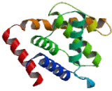 Cyclin Dependent Kinase 5 Regulatory Subunit 1 (CDK5R1)