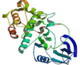 Cyclin Dependent Kinase 7 (CDK7)