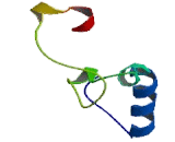 Cyclin Dependent Kinase Inhibitor 1C (CDKN1C)