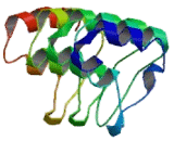 Cyclin Dependent Kinase Inhibitor 2D (CDKN2D)