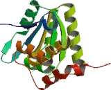 Cyclin Dependent Kinase Inhibitor 3 (CDKN3)