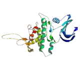 Cyclin Dependent Kinase Like Protein 5 (CDKL5)