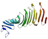 Cylicin 1 (CYLC1)