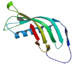 Cystatin 7 (CST7)