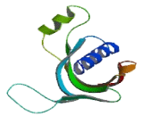 Cystatin Like Protein 1 (CSTL1)