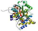 Cysteine Conjugate Beta Lyase, Cytoplasmic (CCbL1)