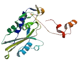 Cysteine Rich Secretory Protein 4 (CRISP4)