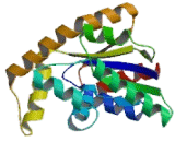 Cytidine Monophosphate Kinase 1 (CMPK1)