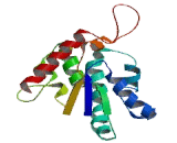 Cytidine Monophosphate Kinase 2 (CMPK2)